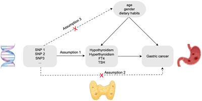 Causal relationship between thyroid dysfunction and gastric cancer: a two-sample Mendelian randomization study